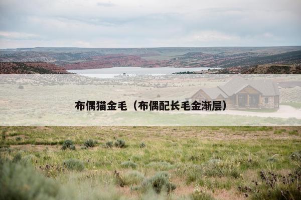 布偶猫金毛（布偶配长毛金渐层）