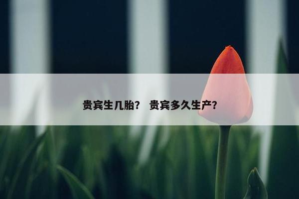 贵宾生几胎？ 贵宾多久生产？