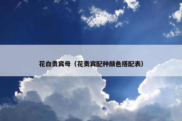 花白贵宾母（花贵宾配种颜色搭配表）