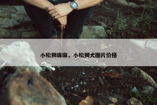 小松狮麻麻，小松狮犬图片价格