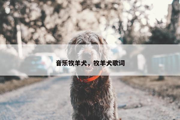 音乐牧羊犬，牧羊犬歌词