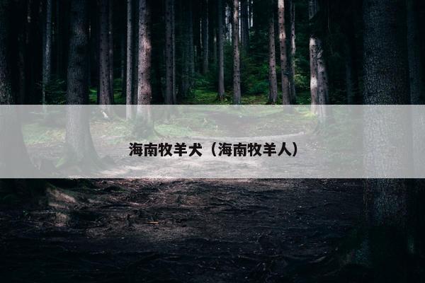 海南牧羊犬（海南牧羊人）