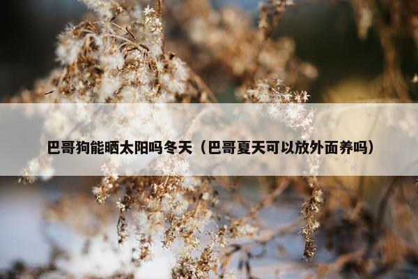巴哥狗能晒太阳吗冬天（巴哥夏天可以放外面养吗）