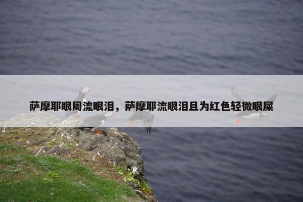萨摩耶眼周流眼泪，萨摩耶流眼泪且为红色轻微眼屎