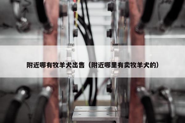 附近哪有牧羊犬出售（附近哪里有卖牧羊犬的）