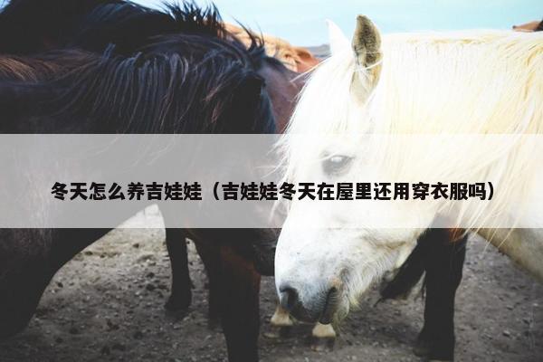 冬天怎么养吉娃娃（吉娃娃冬天在屋里还用穿衣服吗）