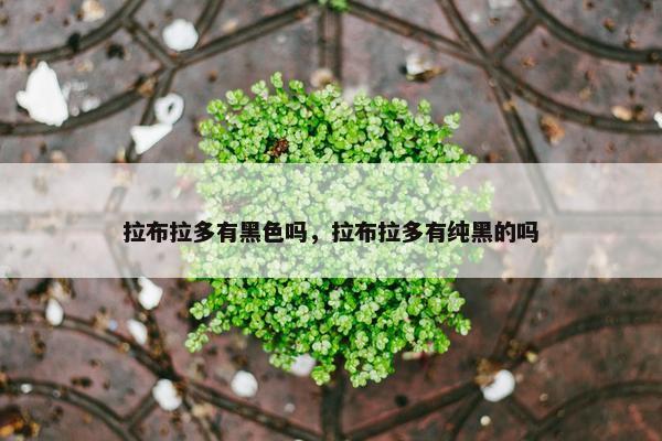 拉布拉多有黑色吗，拉布拉多有纯黑的吗