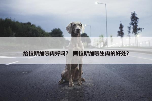 给拉斯加喂肉好吗？ 阿拉斯加喂生肉的好处？