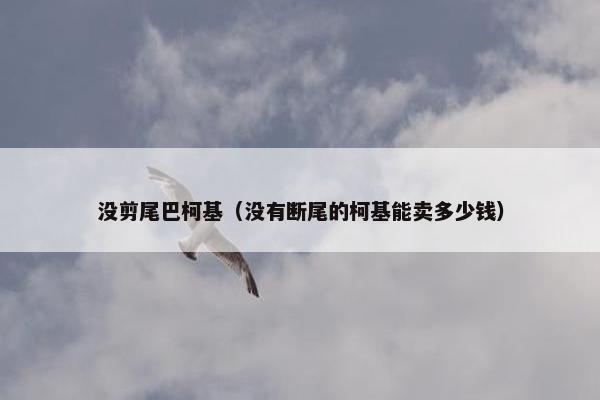 没剪尾巴柯基（没有断尾的柯基能卖多少钱）