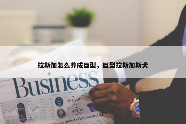 拉斯加怎么养成巨型，巨型拉斯加斯犬