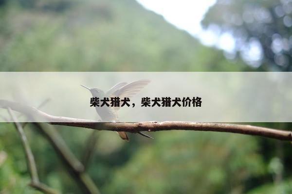 柴犬猎犬，柴犬猎犬价格