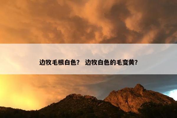 边牧毛根白色？ 边牧白色的毛变黄？