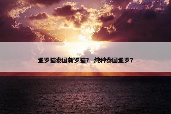 暹罗猫泰国新罗猫？ 纯种泰国暹罗？