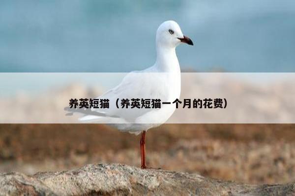养英短猫（养英短猫一个月的花费）