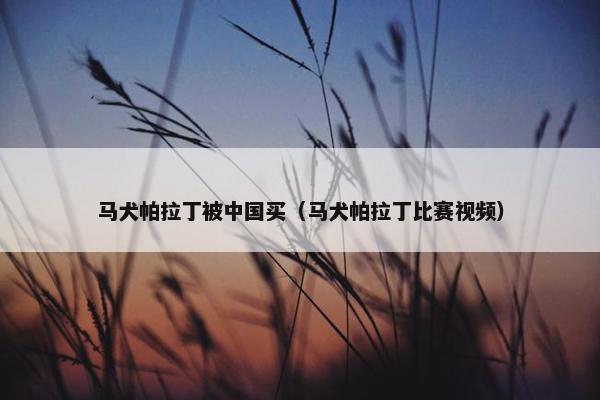 马犬帕拉丁被中国买（马犬帕拉丁比赛视频）