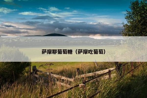 萨摩耶葡萄糖（萨摩吃葡萄）