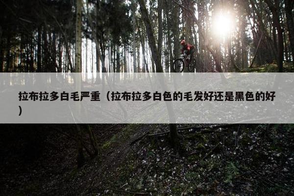拉布拉多白毛严重（拉布拉多白色的毛发好还是黑色的好）