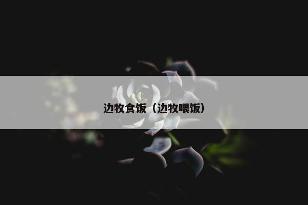 边牧食饭（边牧喂饭）