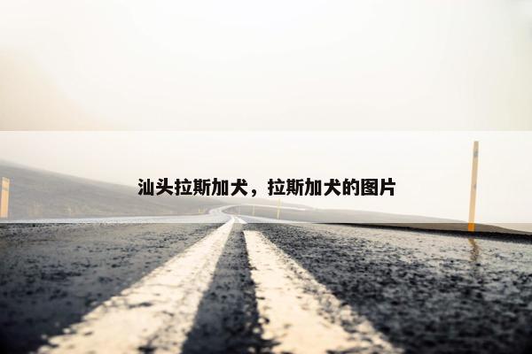 汕头拉斯加犬，拉斯加犬的图片