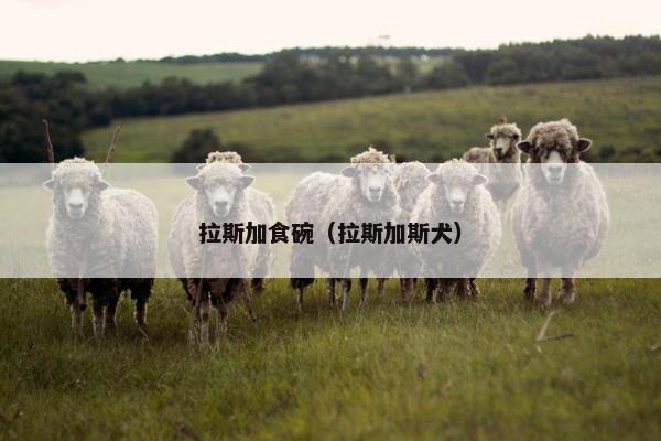 拉斯加食碗（拉斯加斯犬）
