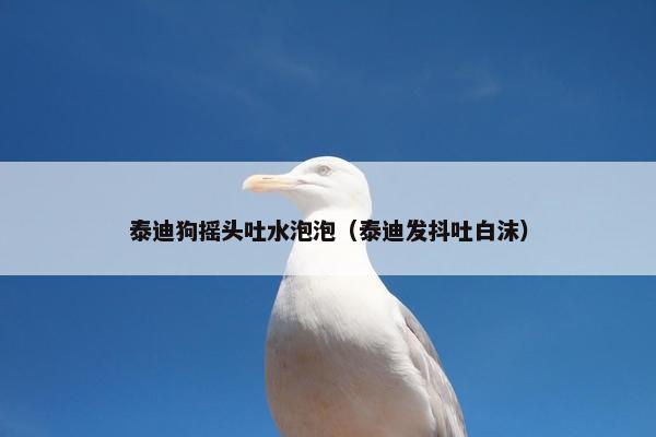 泰迪狗摇头吐水泡泡（泰迪发抖吐白沫）