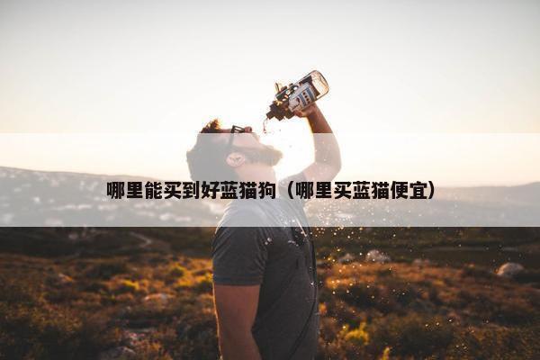 哪里能买到好蓝猫狗（哪里买蓝猫便宜）