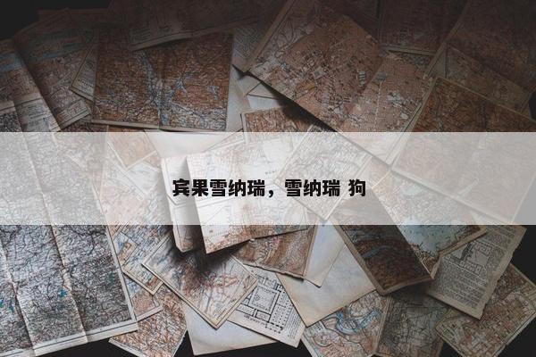宾果雪纳瑞，雪纳瑞 狗