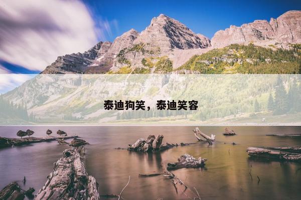泰迪狗笑，泰迪笑容