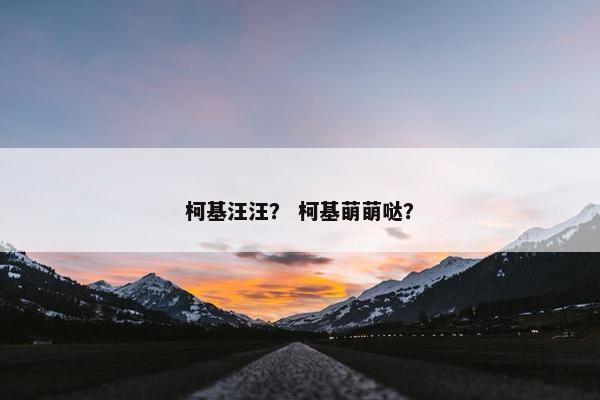 柯基汪汪？ 柯基萌萌哒？
