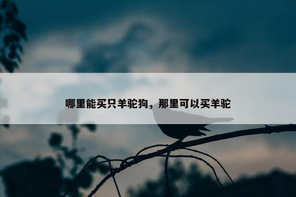 哪里能买只羊驼狗，那里可以买羊驼