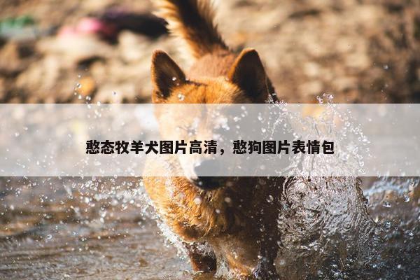 憨态牧羊犬图片高清，憨狗图片表情包