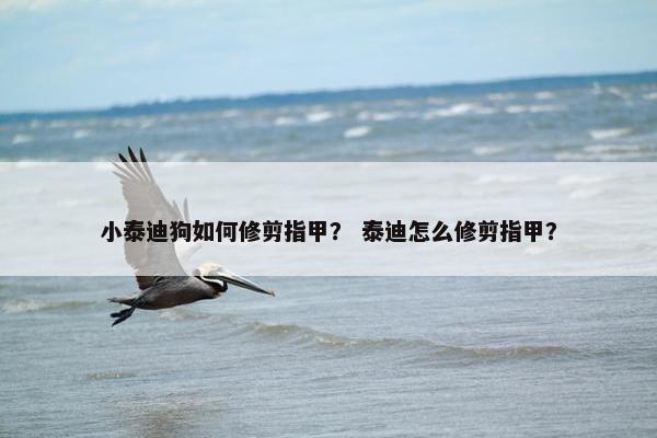 小泰迪狗如何修剪指甲？ 泰迪怎么修剪指甲？