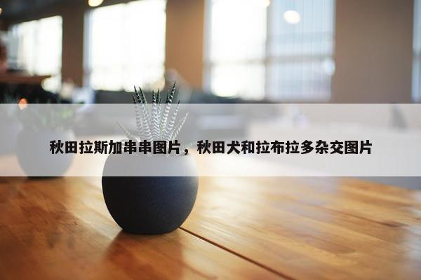 秋田拉斯加串串图片，秋田犬和拉布拉多杂交图片