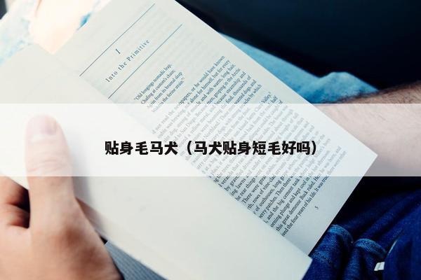 贴身毛马犬（马犬贴身短毛好吗）