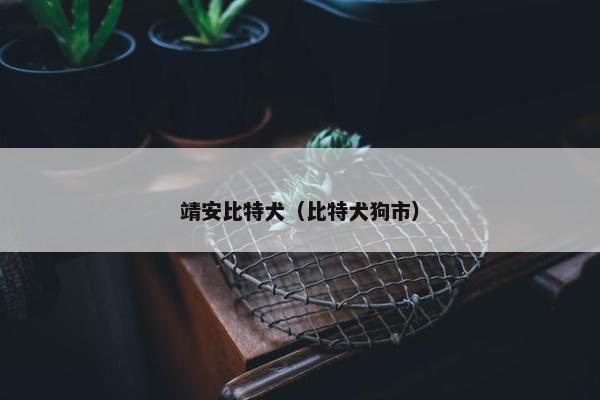 靖安比特犬（比特犬狗市）