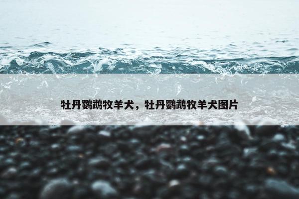 牡丹鹦鹉牧羊犬，牡丹鹦鹉牧羊犬图片