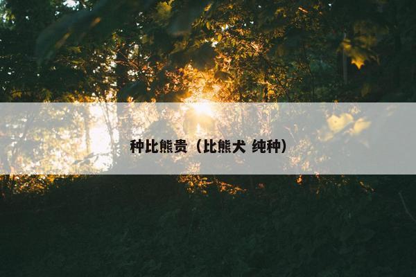种比熊贵（比熊犬 纯种）