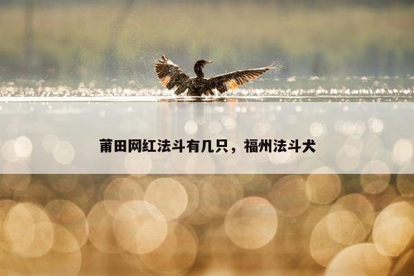 莆田网红法斗有几只，福州法斗犬