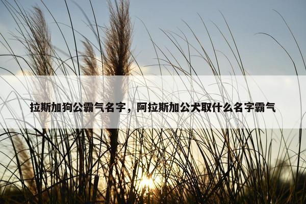 拉斯加狗公霸气名字，阿拉斯加公犬取什么名字霸气