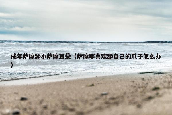 成年萨摩舔小萨摩耳朵（萨摩耶喜欢舔自己的爪子怎么办）