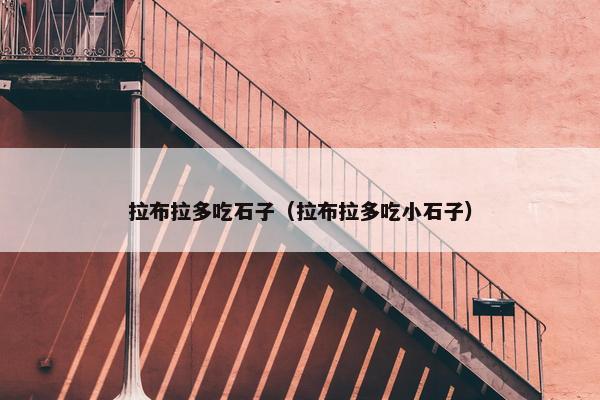 拉布拉多吃石子（拉布拉多吃小石子）