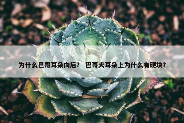 为什么巴哥耳朵向后？ 巴哥犬耳朵上为什么有硬块？