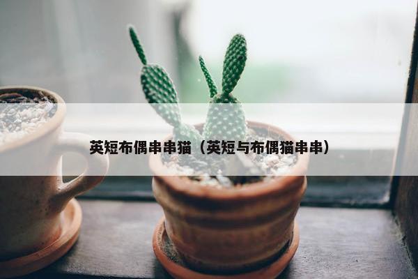 英短布偶串串猫（英短与布偶猫串串）