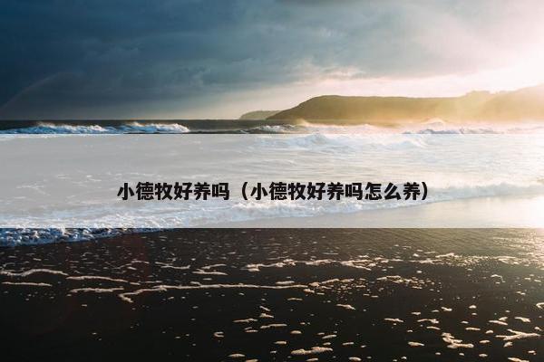 小德牧好养吗（小德牧好养吗怎么养）