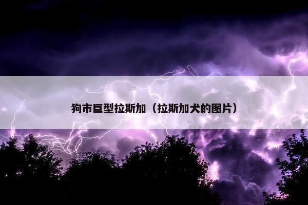 狗市巨型拉斯加（拉斯加犬的图片）