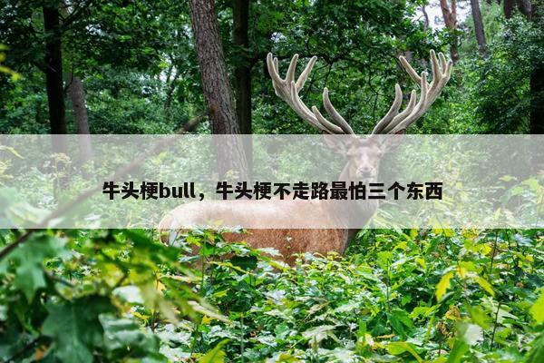牛头梗bull，牛头梗不走路最怕三个东西
