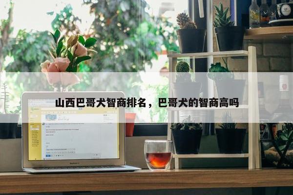 山西巴哥犬智商排名，巴哥犬的智商高吗