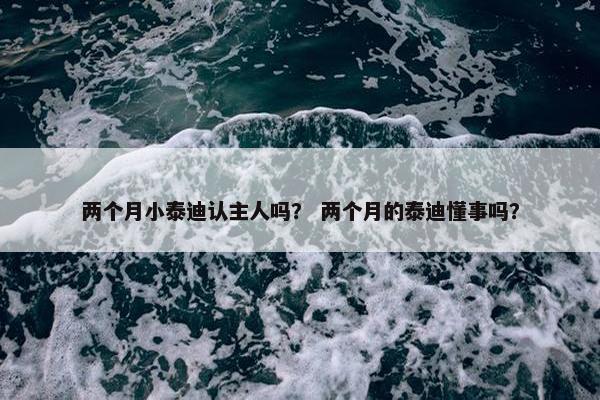 两个月小泰迪认主人吗？ 两个月的泰迪懂事吗？