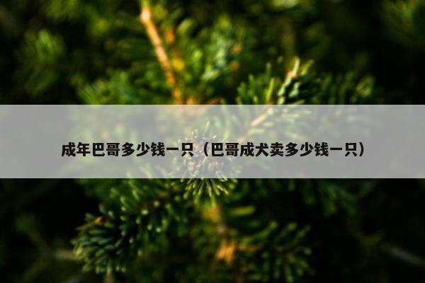 成年巴哥多少钱一只（巴哥成犬卖多少钱一只）