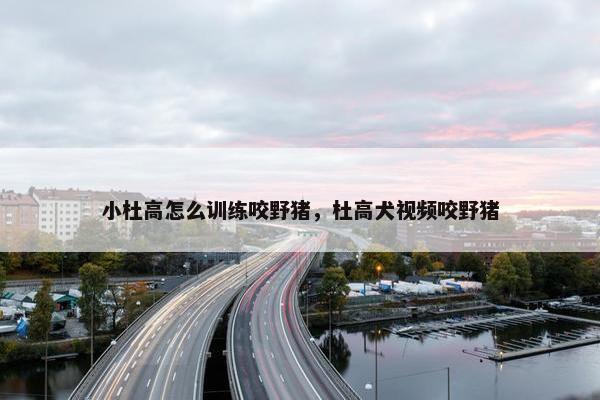 小杜高怎么训练咬野猪，杜高犬视频咬野猪